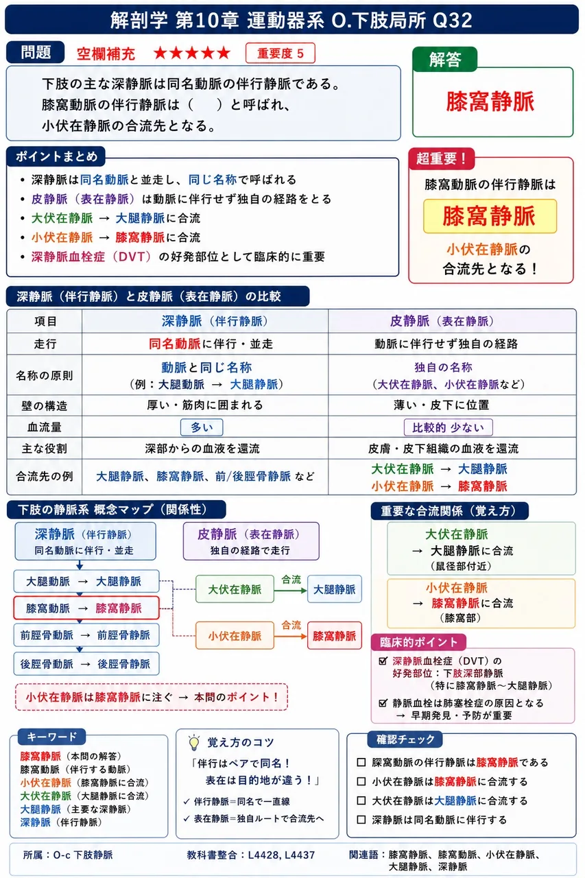 下肢の主な深静脈は同名動脈の伴行静脈である。膝窩動脈の伴行静脈は( )と呼ばれ、小伏在静脈の合流先となる。 解説図