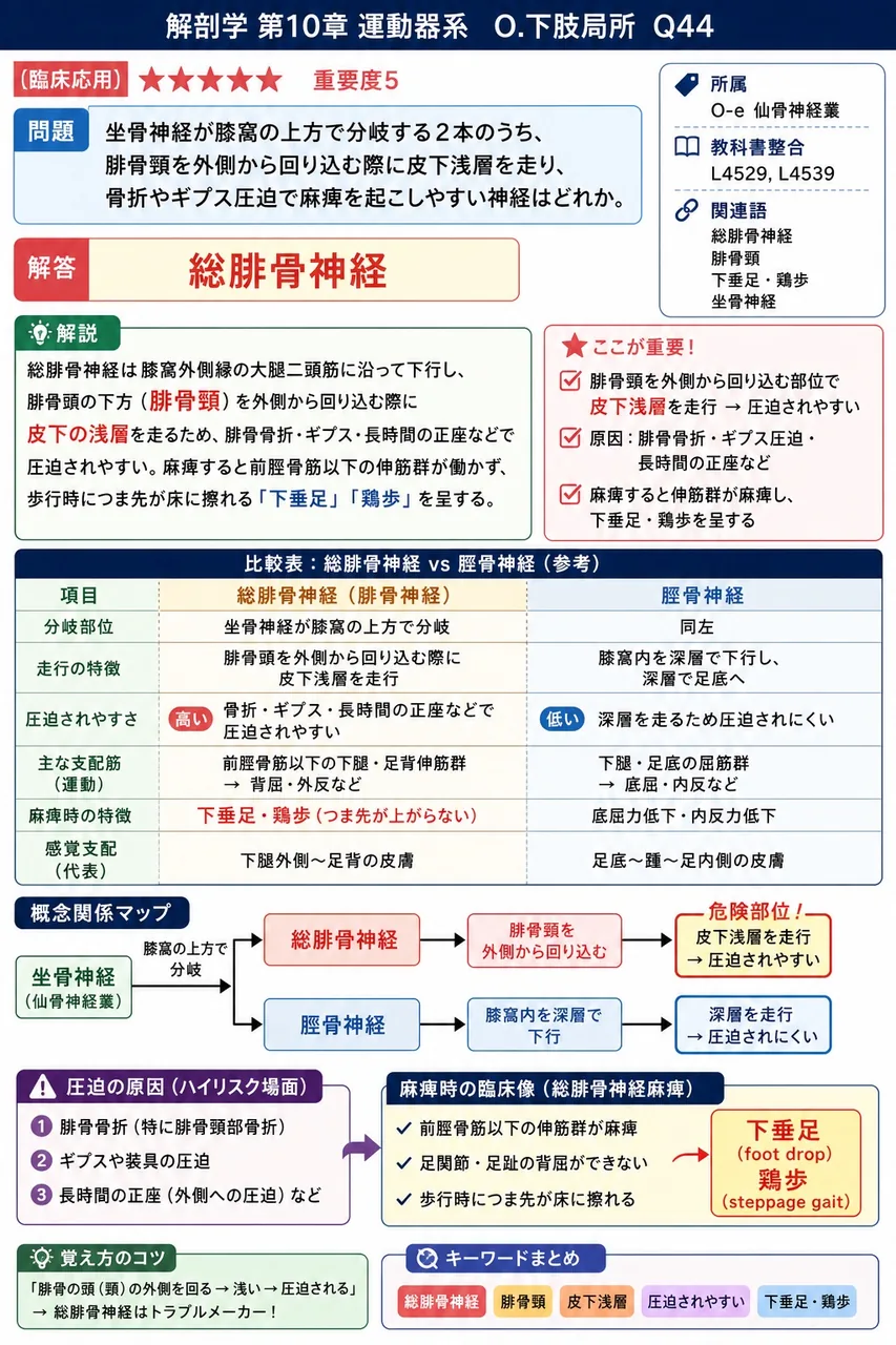 坐骨神経が膝窩の上方で分岐する2本のうち、腓骨頸を外側から回り込む際に皮下浅層を走り、骨折やギプス圧迫で麻痺を起こしやすい神経はどれか。 解説図