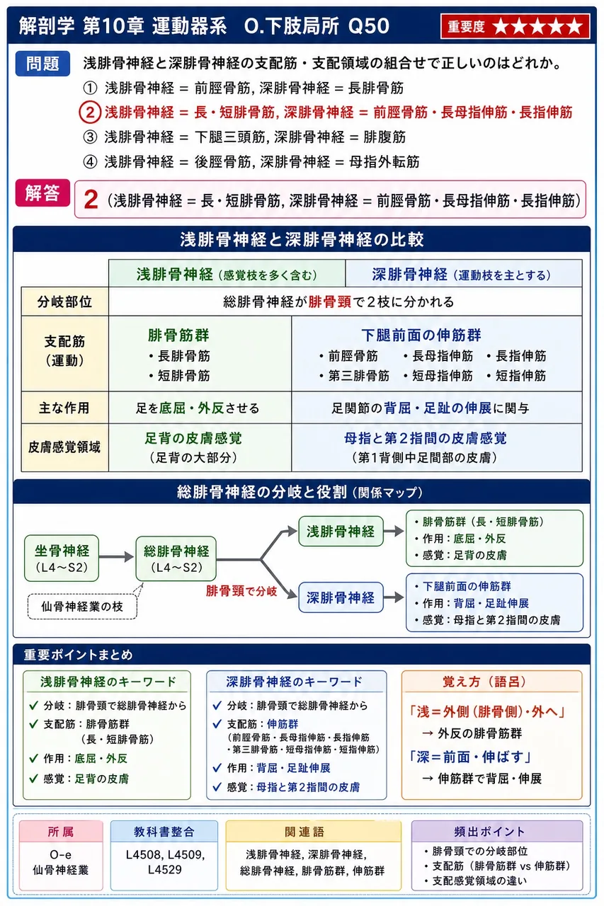 浅腓骨神経と深腓骨神経の支配筋・支配領域の組合せで正しいのはどれか。 解説図