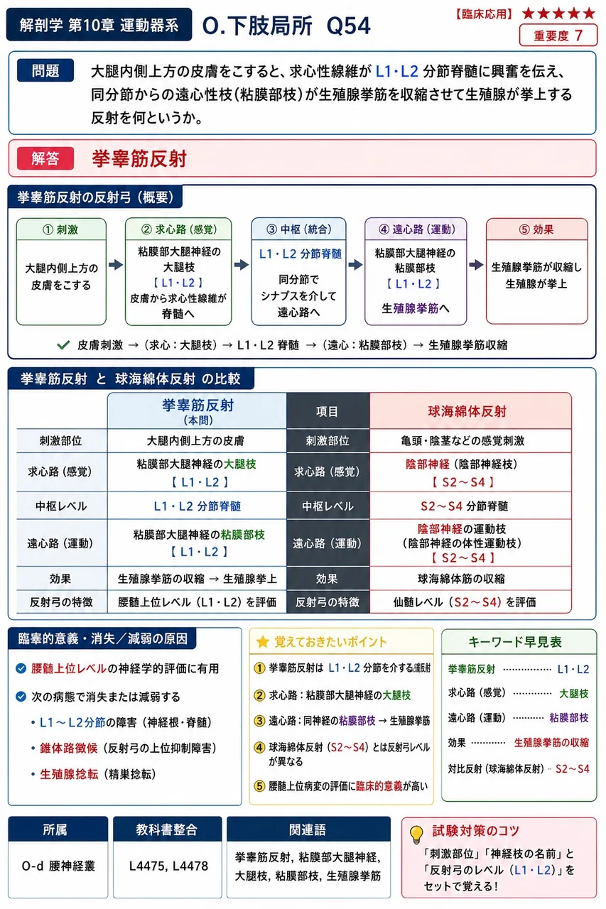 大腿内側上方の皮膚をこすると、求心性線維が L1・L2 分節脊髄に興奮を伝え、同分節からの遠心性枝(陰部枝)が精巣挙筋を収縮させて精巣が挙上する反射を何というか。 解説図