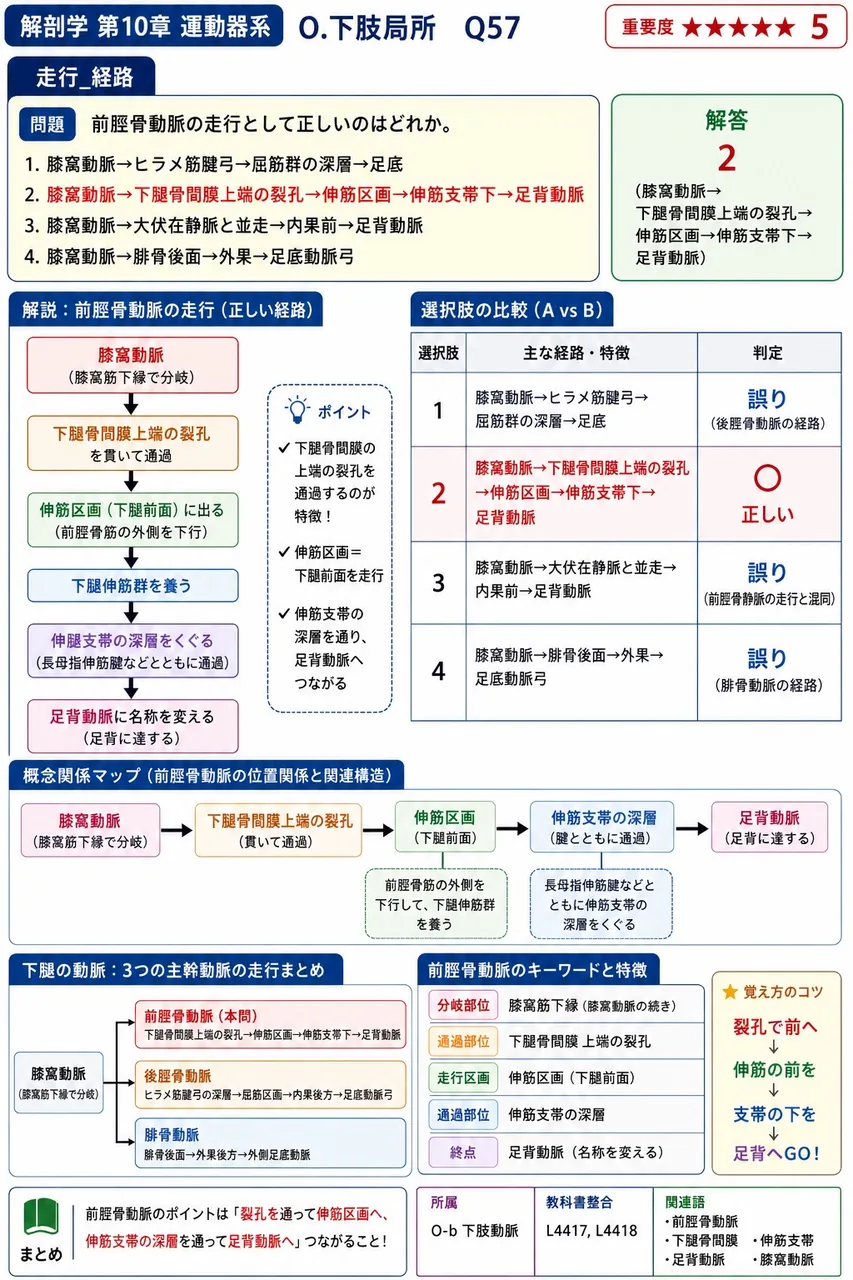 前脛骨動脈の走行として正しいのはどれか。 解説図