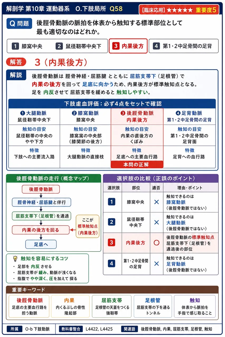 後脛骨動脈の脈拍を体表から触知する標準部位として最も適切なのはどれか。 解説図