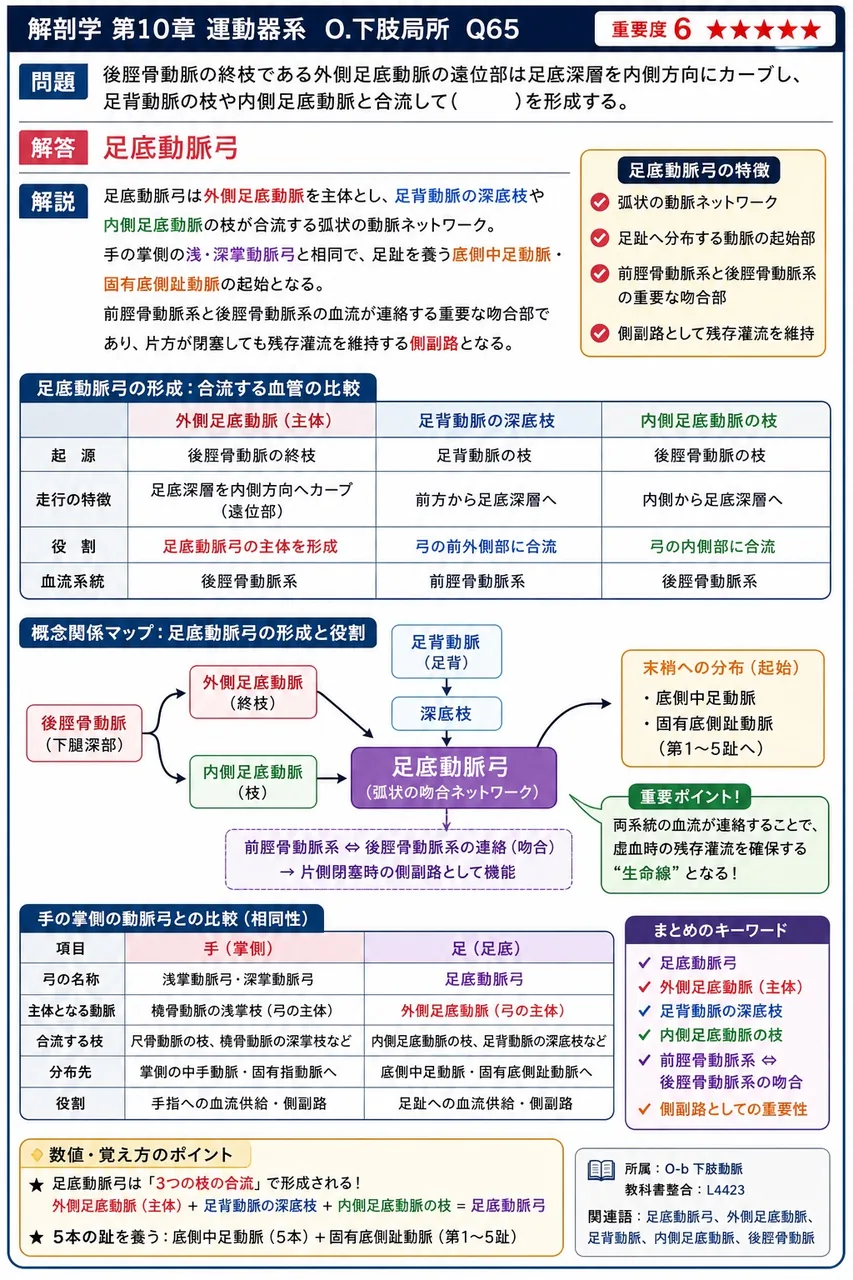 後脛骨動脈の終枝である外側足底動脈の遠位部は足底深層を内側方向にカーブし、足背動脈の枝や内側足底動脈と合流して( )を形成する。 解説図