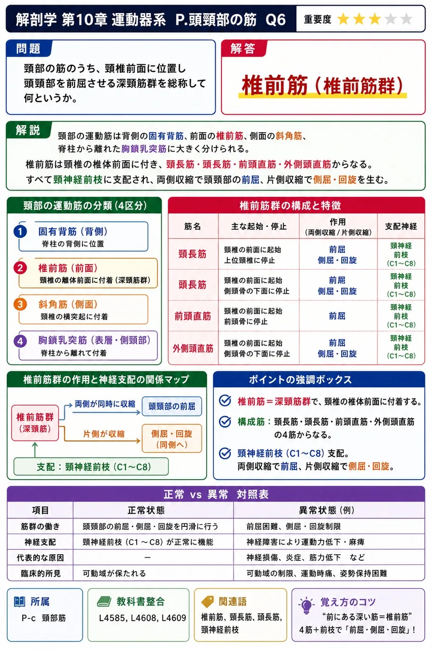 頸部の筋のうち、頸椎前面に位置し頭頸部を前屈させる深頸筋群を総称して何というか。 解説図
