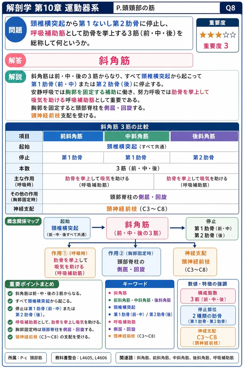 頸椎横突起から第1ないし第2肋骨に停止し、呼吸補助筋として肋骨を挙上する3筋(前・中・後)を総称して何というか。 解説図