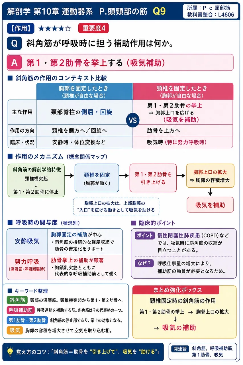 斜角筋が呼吸時に担う補助作用は何か。 解説図
