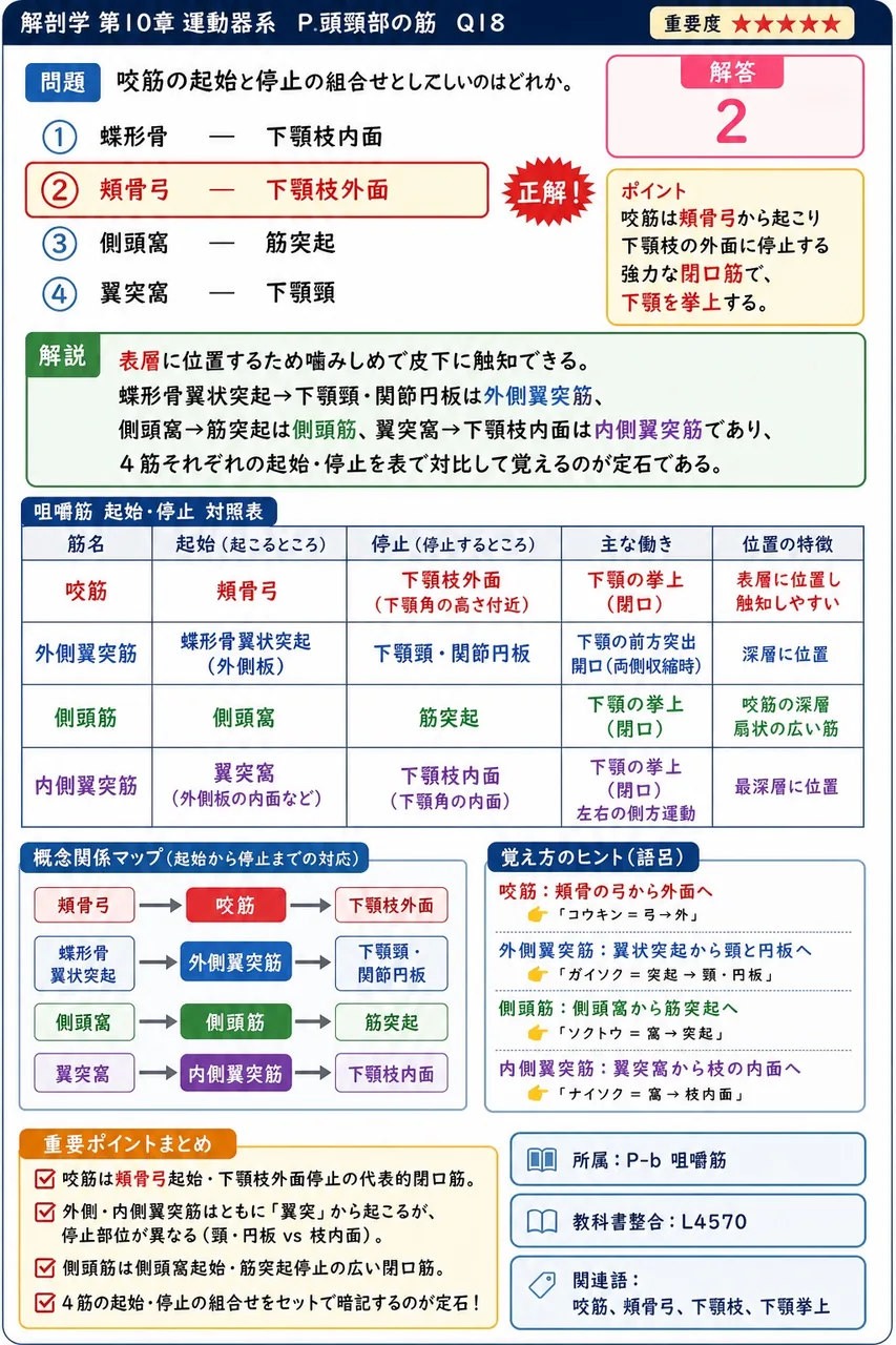 咬筋の起始と停止の組合せとして正しいのはどれか。 解説図
