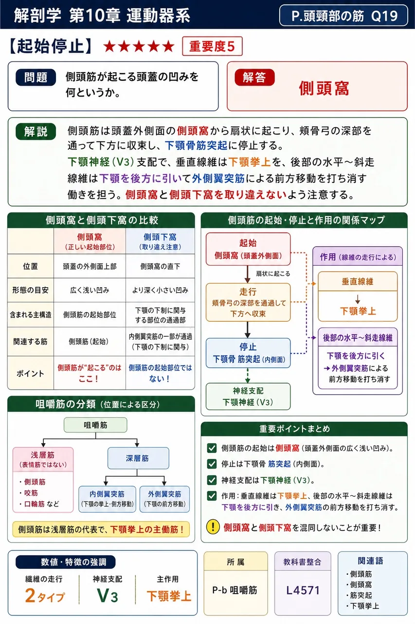 側頭筋が起こる頭蓋の凹みを何というか。 解説図