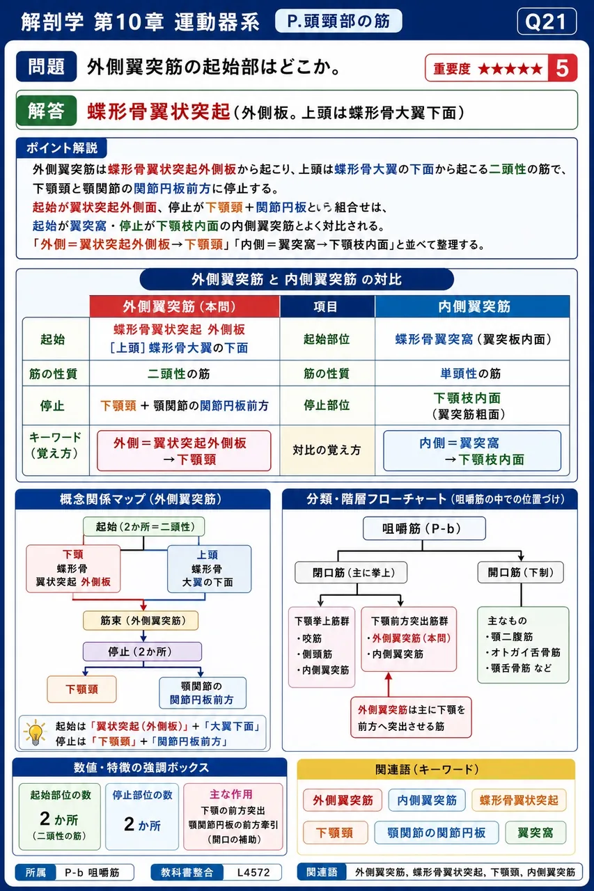 外側翼突筋の起始部はどこか。 解説図