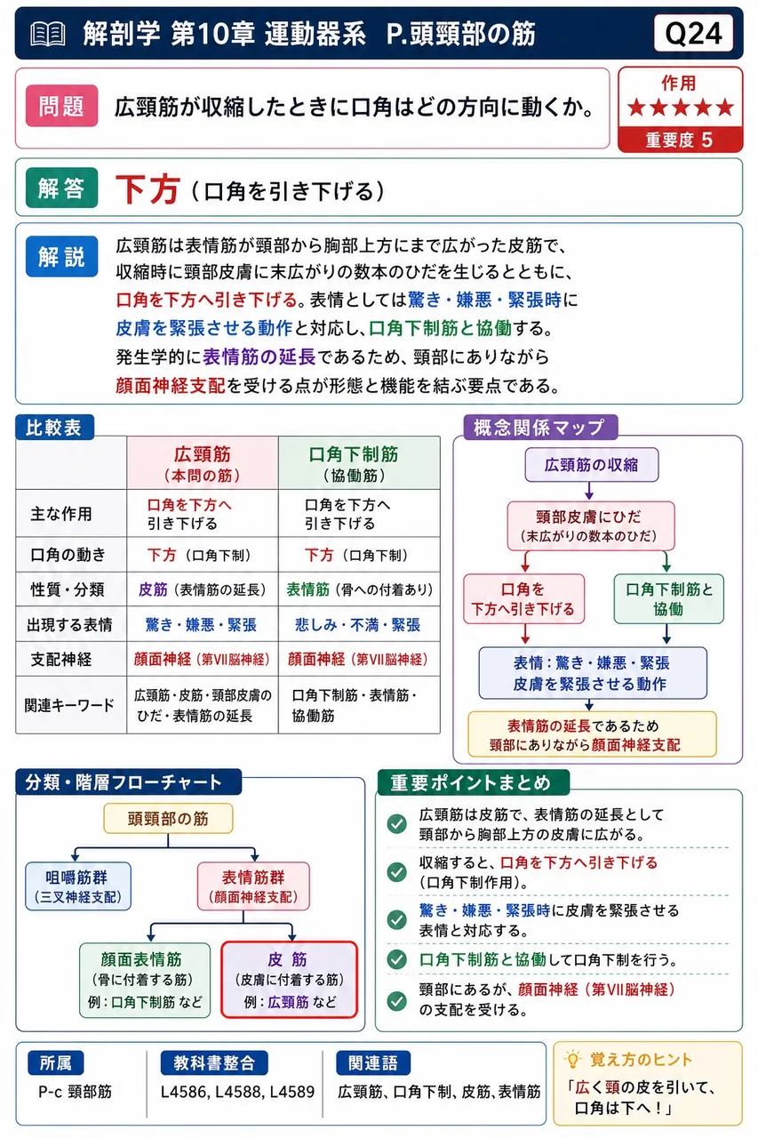 広頸筋が収縮したときに口角はどの方向に動くか。 解説図