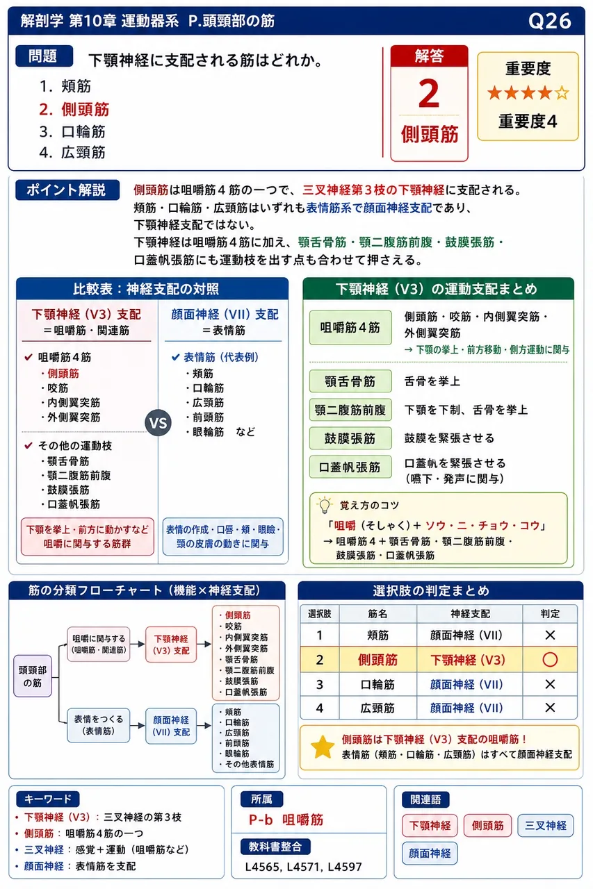 下顎神経に支配される筋はどれか。 解説図