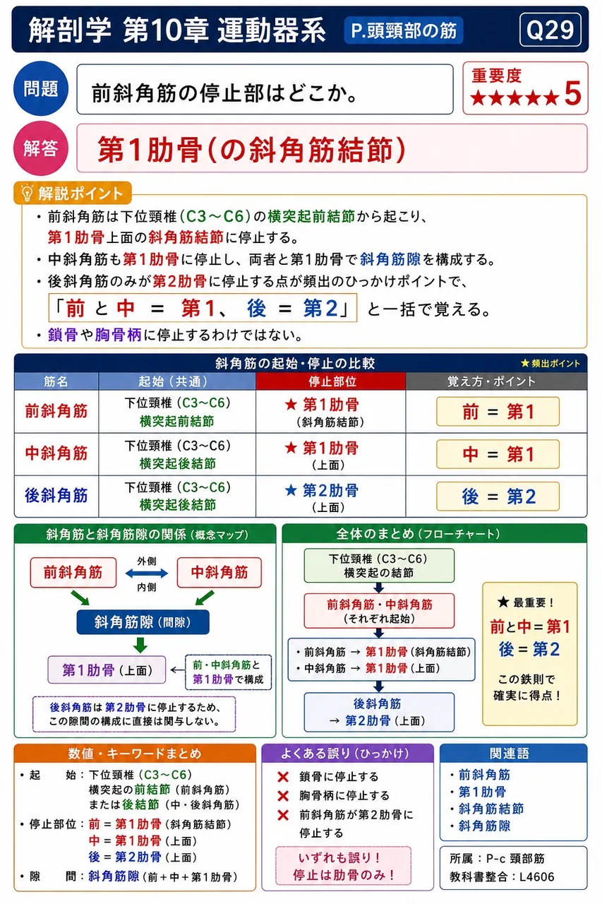 前斜角筋の停止部はどこか。 解説図