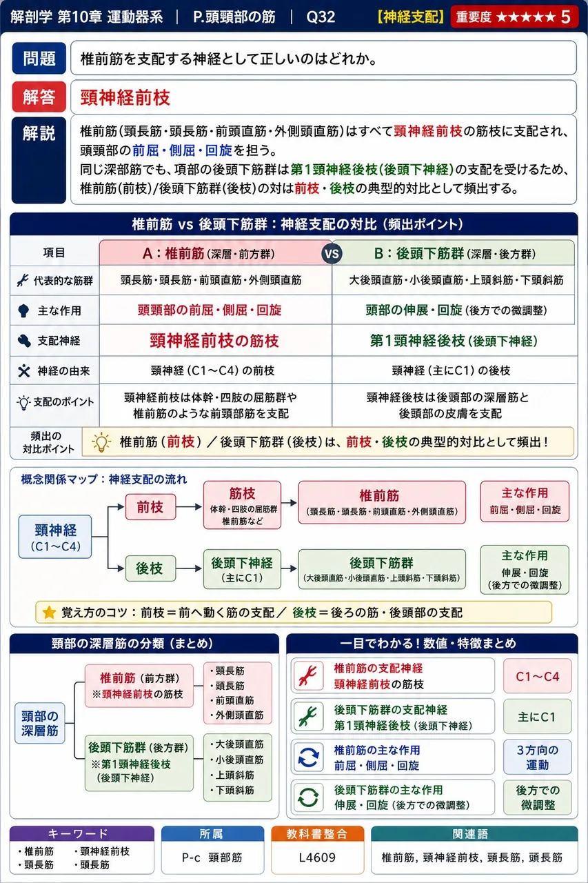 椎前筋を支配する神経として正しいのはどれか。 解説図