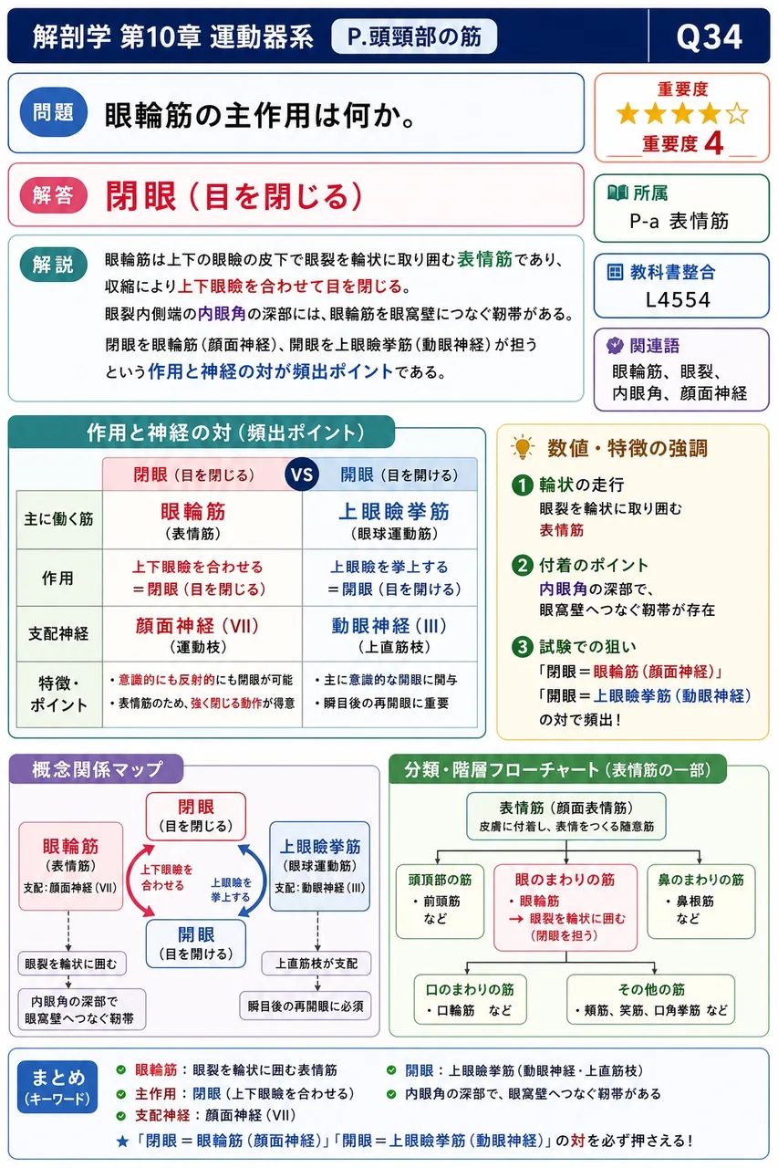眼輪筋の主作用は何か。 解説図