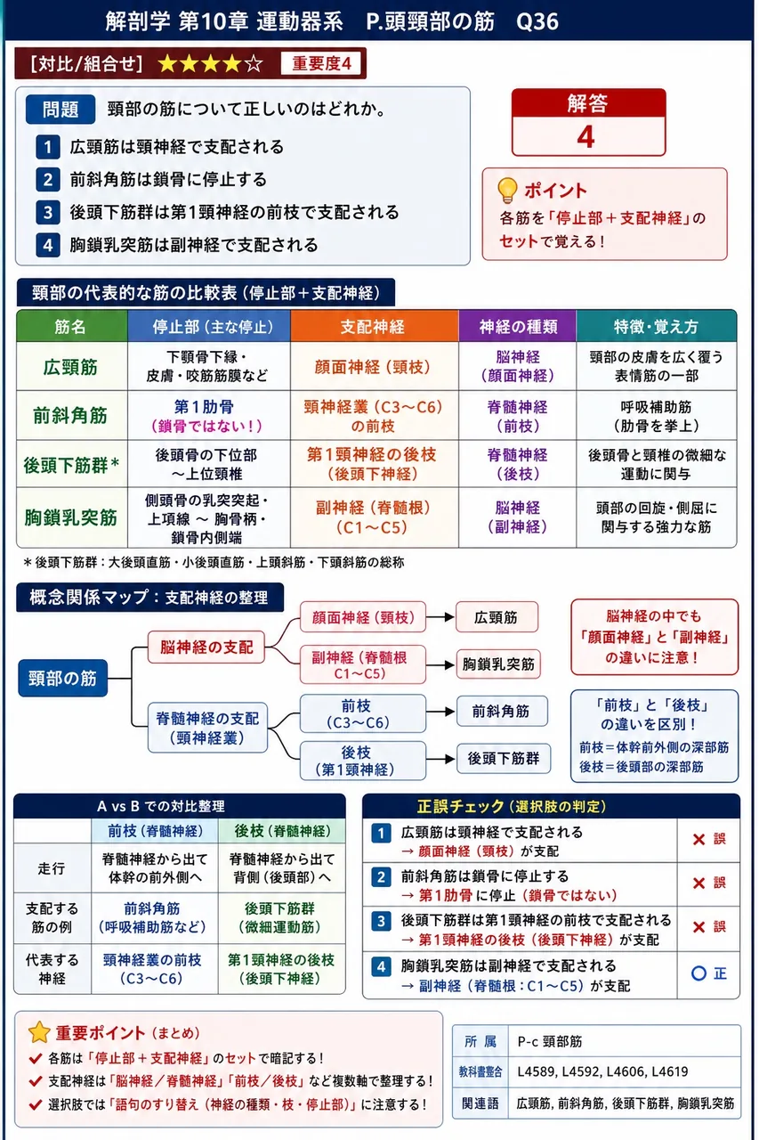 頸部の筋について正しいのはどれか。 解説図