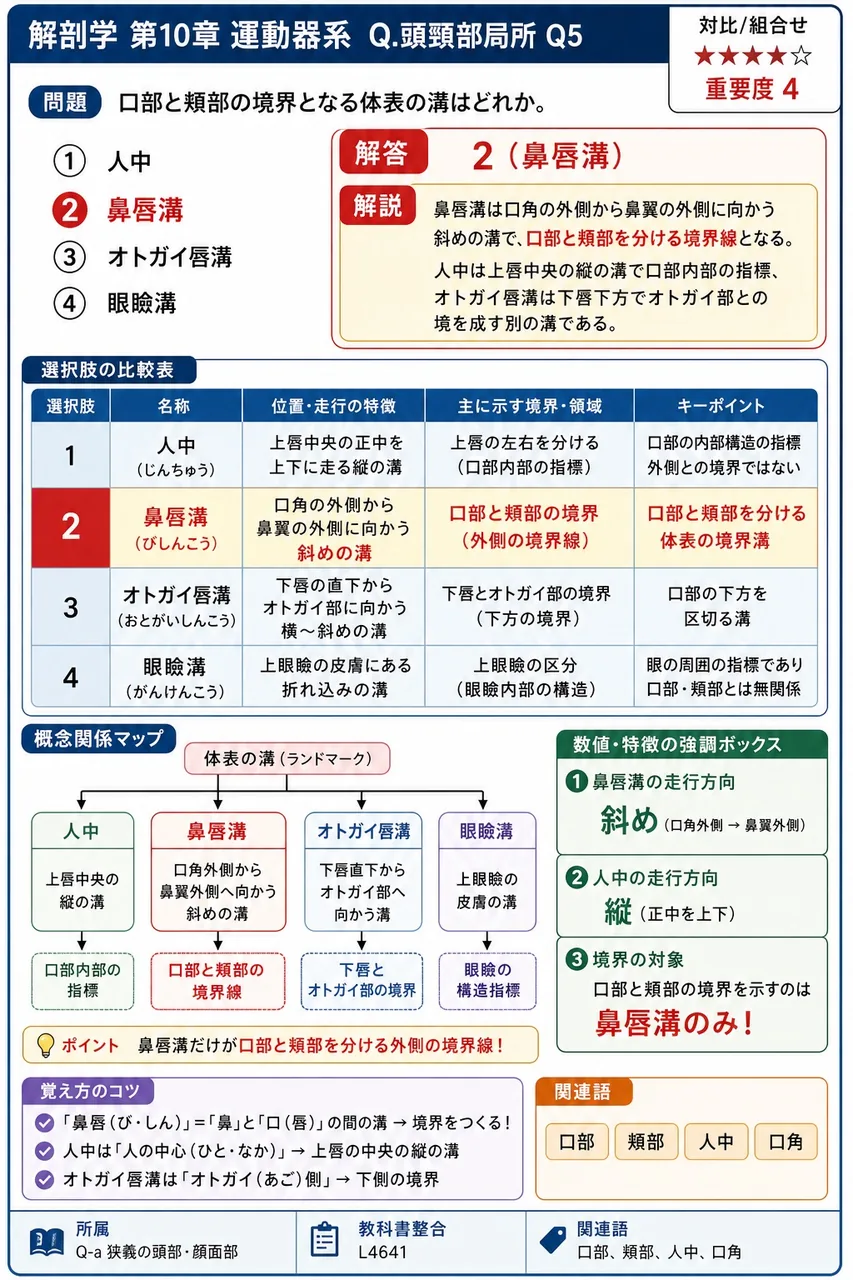 口部と頬部の境界となる体表の溝はどれか。 解説図