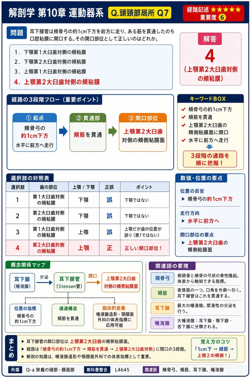 耳下腺管は頬骨弓の約1cm下方を前方に走り、ある筋を貫通したのち口腔粘膜に開口する。その開口部位として正しいのはどれか。 解説図