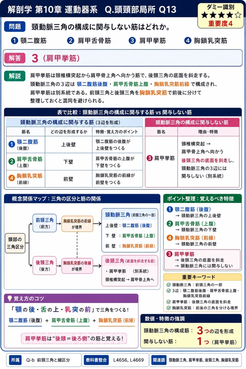 頸動脈三角の構成に関与しない筋はどれか。 解説図