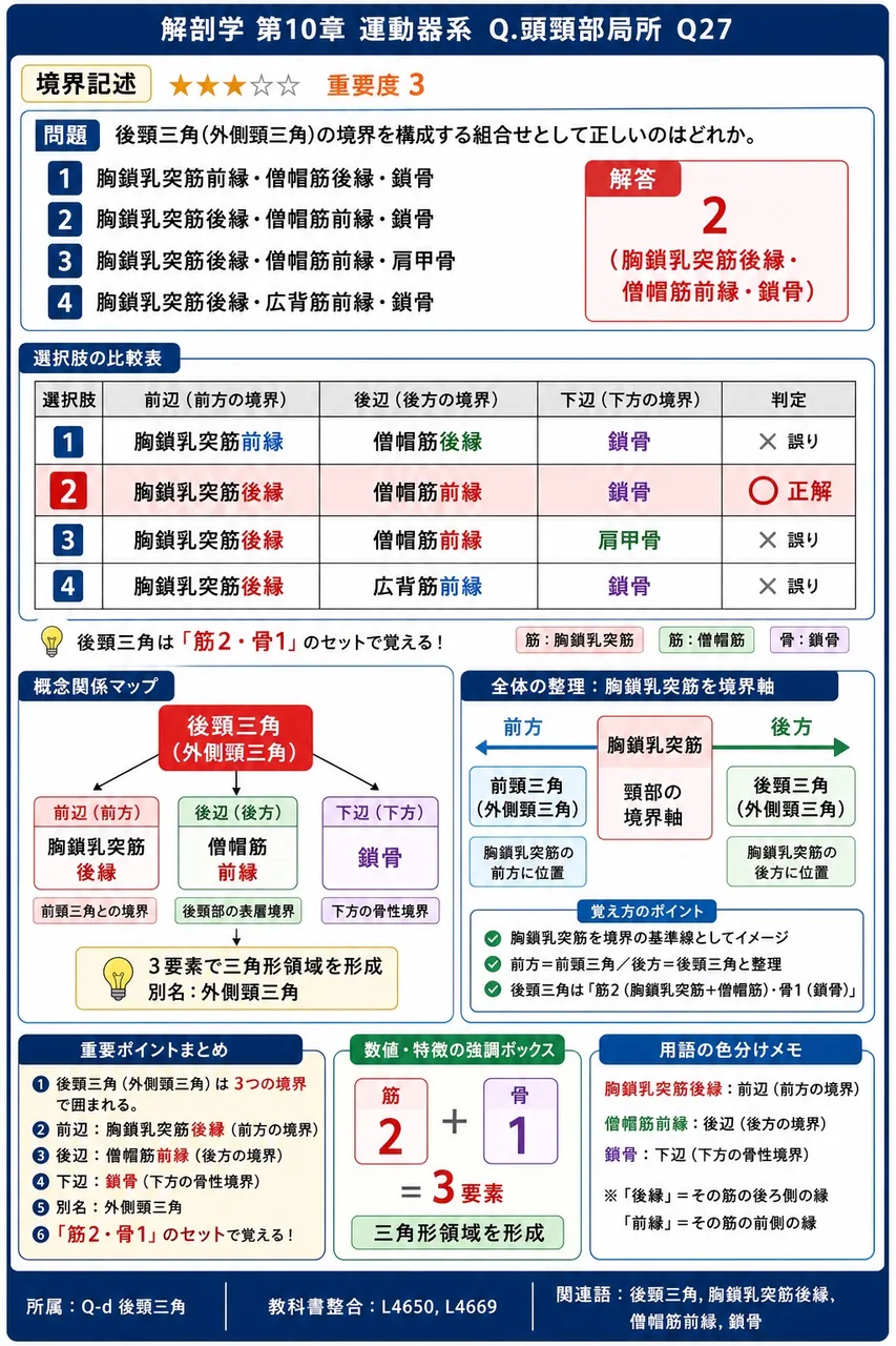 後頸三角(外側頸三角)の境界を構成する組合せとして正しいのはどれか。 解説図