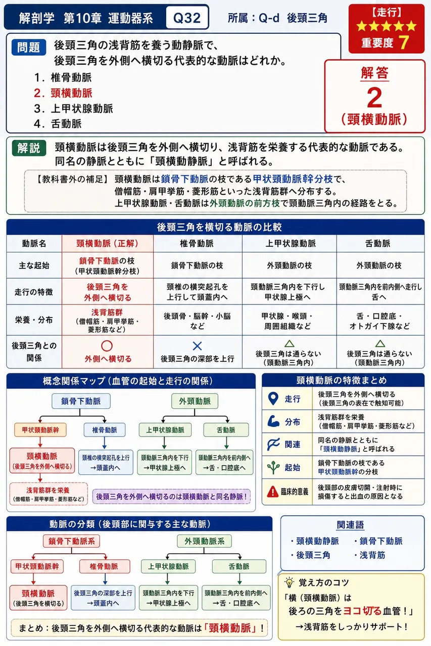 後頸三角の浅背筋を養う動静脈で、後頸三角を外側へ横切る代表的な動脈はどれか。 解説図