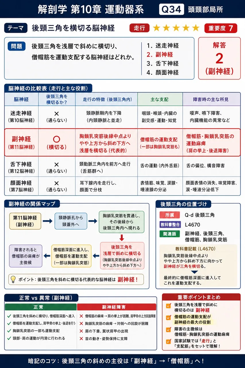 後頸三角を浅層で斜めに横切り、僧帽筋を運動支配する脳神経はどれか。 解説図