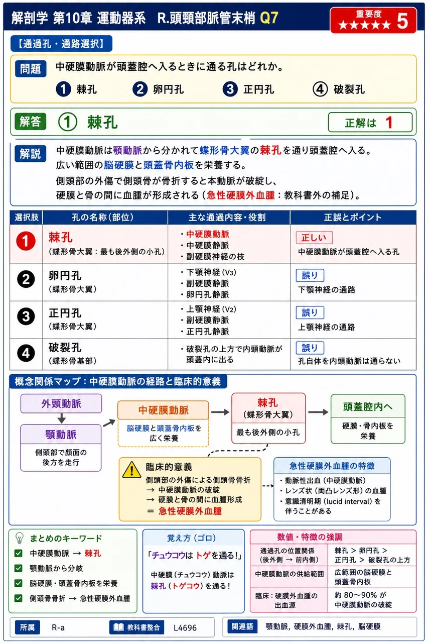 中硬膜動脈が頭蓋腔へ入るときに通る孔はどれか。 解説図