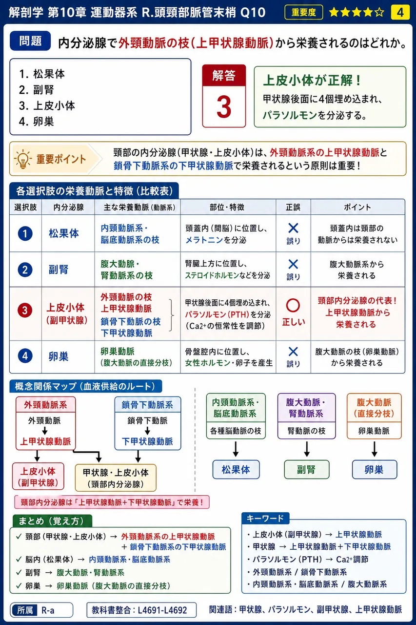 内分泌腺で外頸動脈の枝(上甲状腺動脈)から栄養されるのはどれか。 解説図