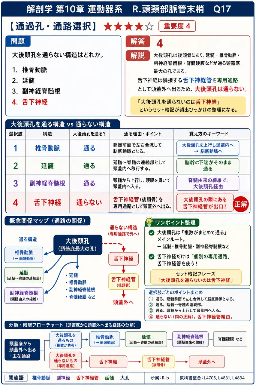 大後頭孔を通らない構造はどれか。 解説図
