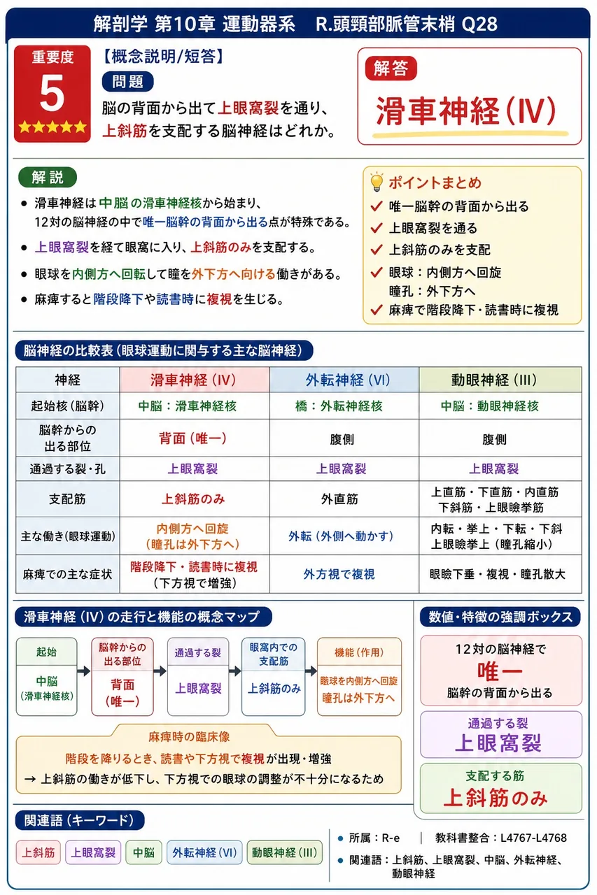 脳の背面から出て上眼窩裂を通り、上斜筋を支配する脳神経はどれか。 解説図