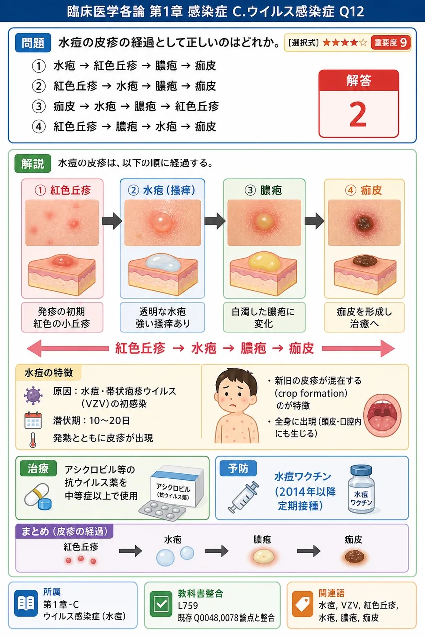 水痘の皮疹の経過として正しいのはどれか。 解説図