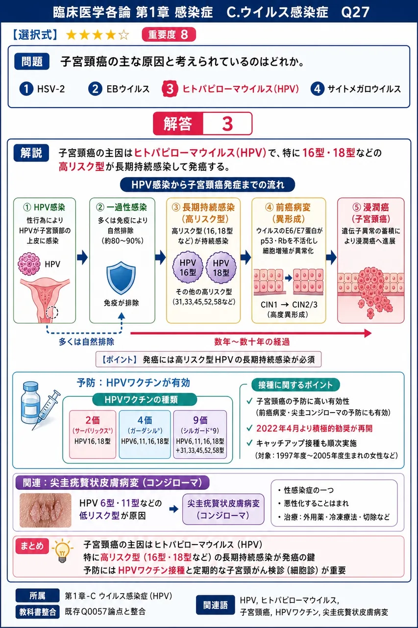 子宮頸癌の主な原因と考えられているのはどれか。 解説図