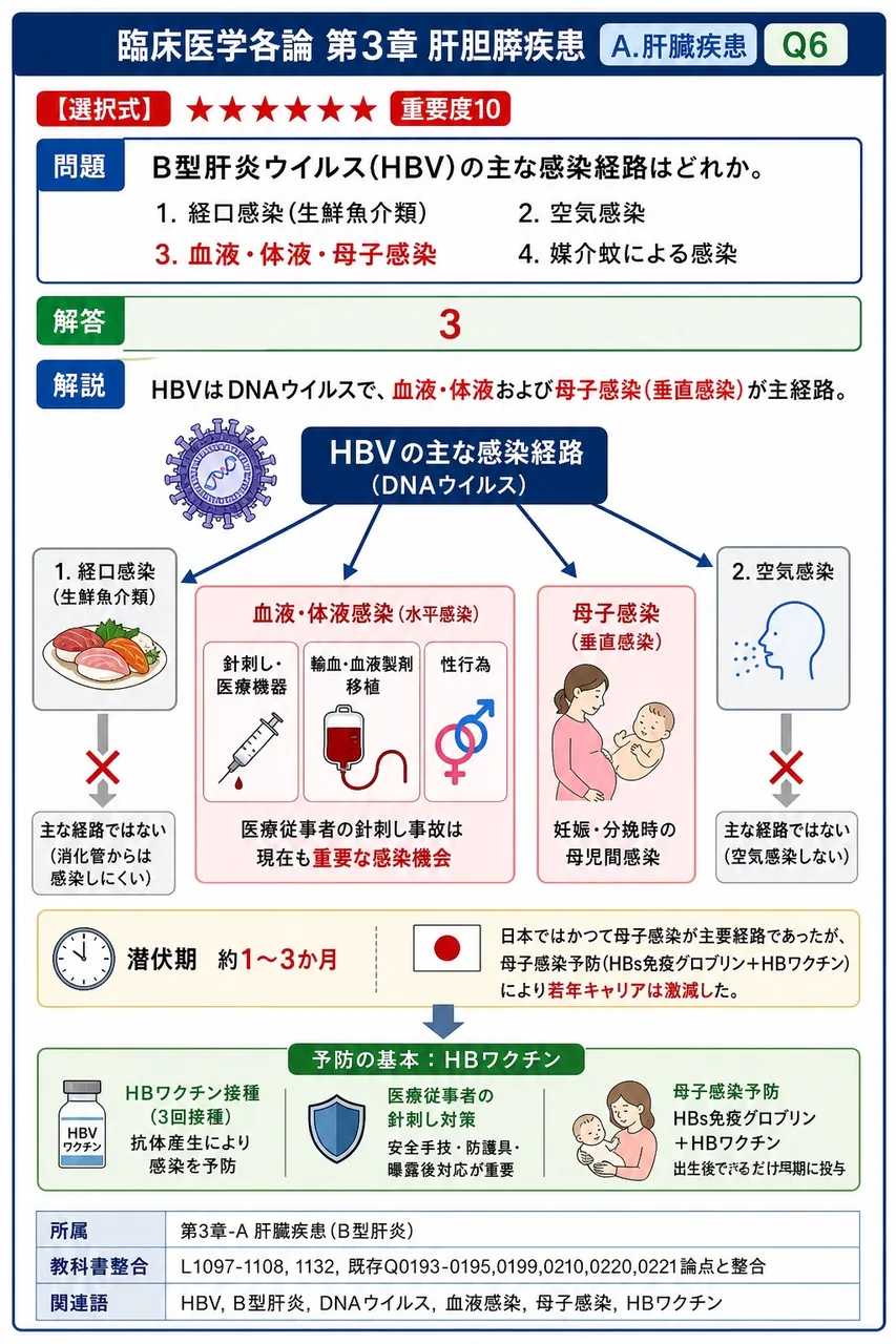 B型肝炎ウイルス(HBV)の主な感染経路はどれか。 解説図