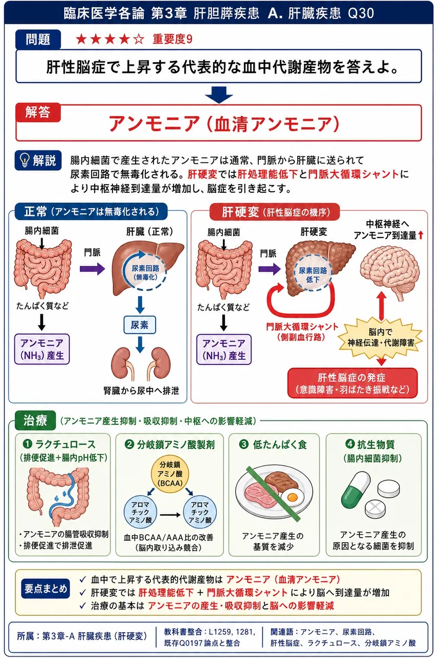 肝性脳症で上昇する代表的な血中代謝産物を答えよ。 解説図