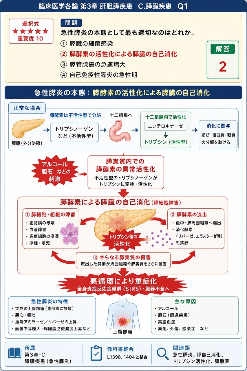 急性膵炎の本態として最も適切なのはどれか。 解説図