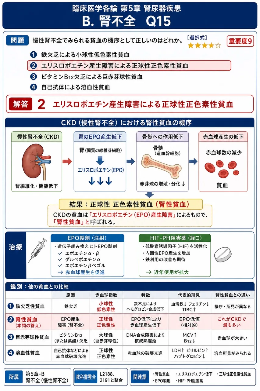 慢性腎不全でみられる貧血の機序として正しいのはどれか。 解説図