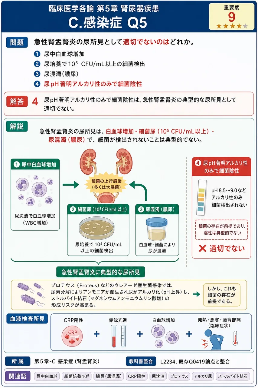 急性腎盂腎炎の尿所見として適切でないのはどれか。 解説図