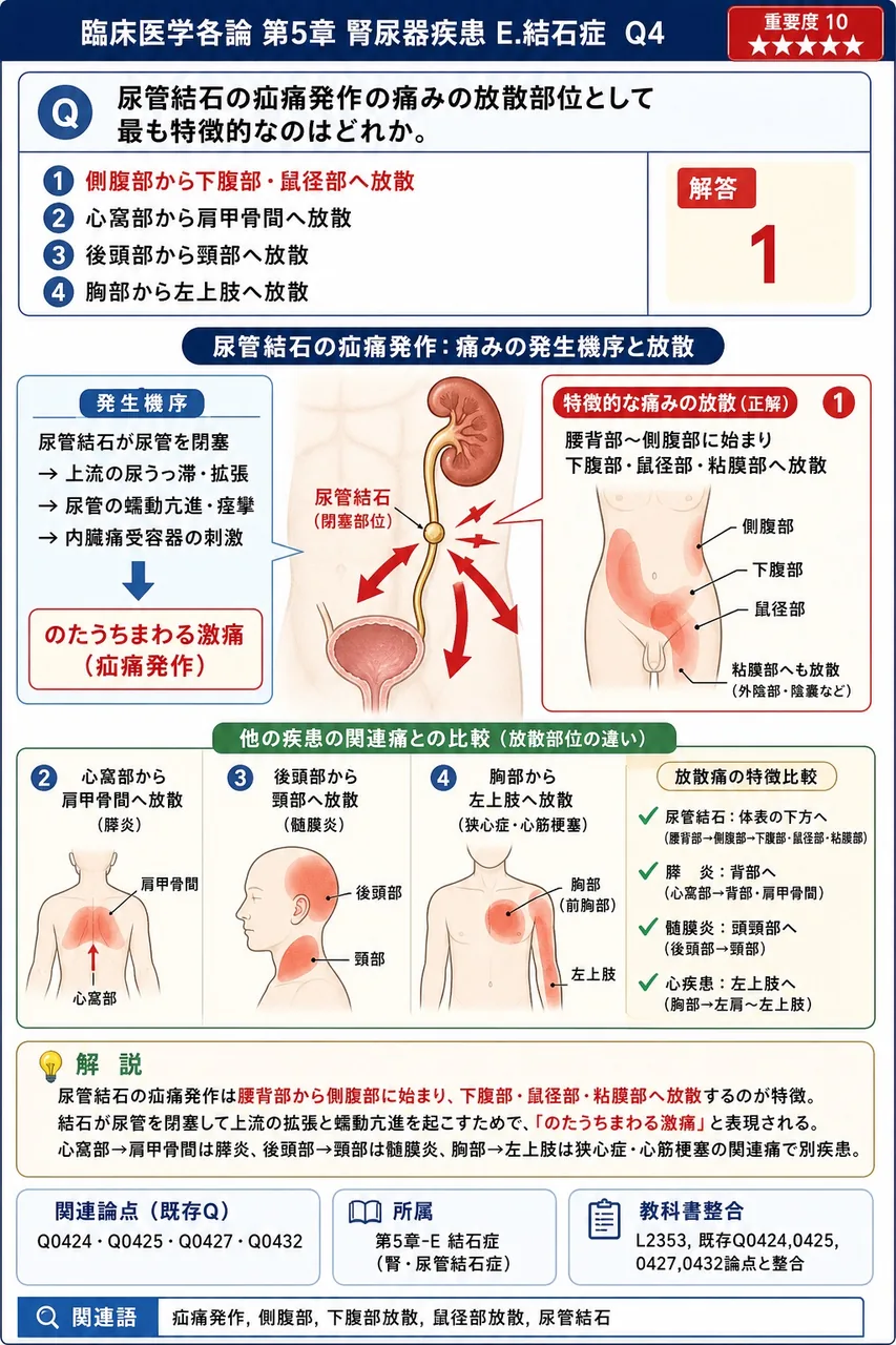 尿管結石の疝痛発作の痛みの放散部位として最も特徴的なのはどれか。 解説図
