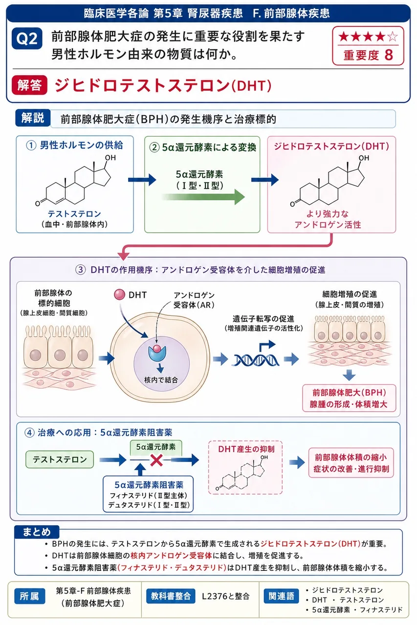 前立腺肥大症の発生に重要な役割を果たす男性ホルモン由来の物質は何か。 解説図