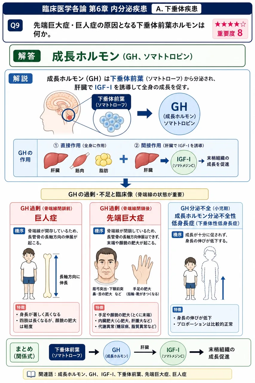 先端巨大症・巨人症の原因となる下垂体前葉ホルモンは何か。 解説図