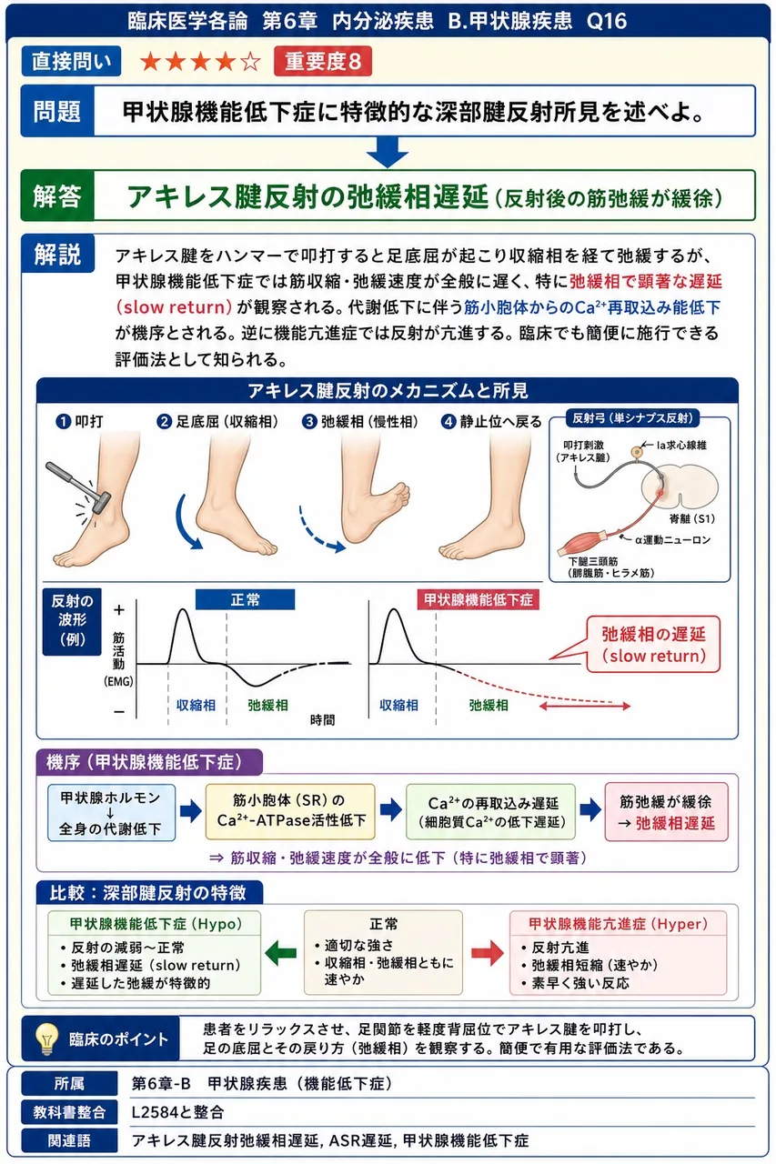 甲状腺機能低下症に特徴的な深部腱反射所見を述べよ。 解説図