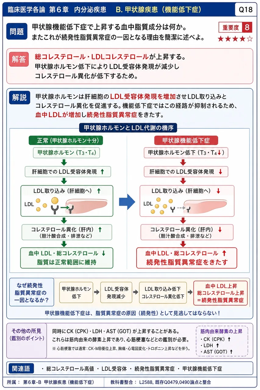 甲状腺機能低下症で上昇する血中脂質成分は何か。またこれが続発性脂質異常症の一因となる理由を簡潔に述べよ。 解説図