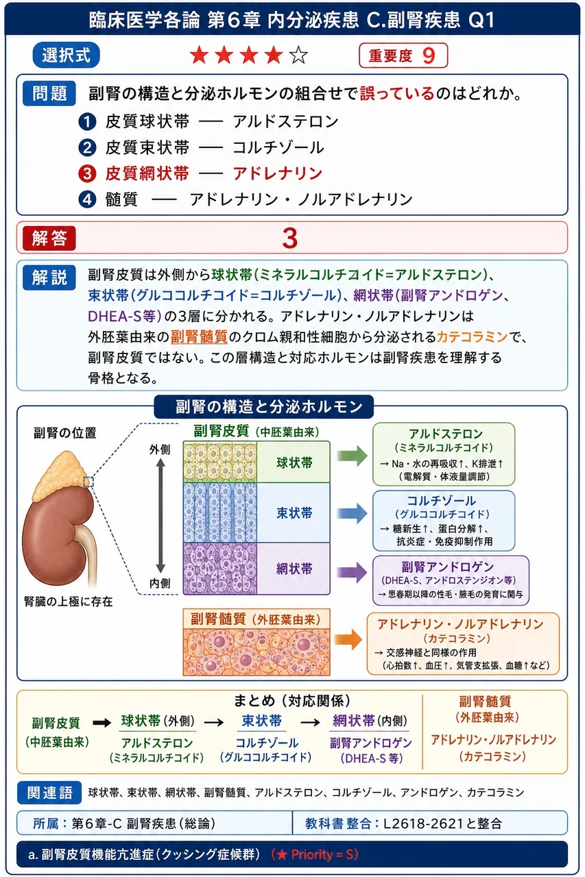 副腎の構造と分泌ホルモンの組合せで**誤っている**のはどれか。 解説図