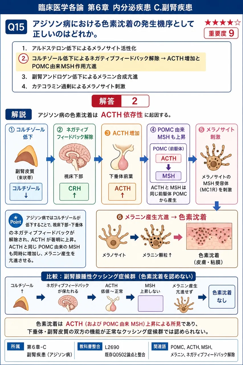 アジソン病における色素沈着の発生機序として正しいのはどれか。 解説図