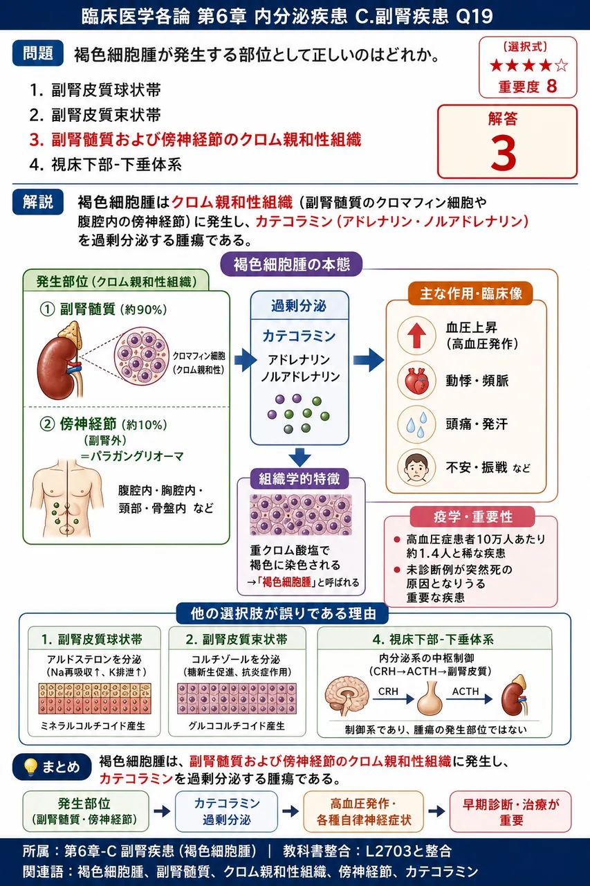褐色細胞腫が発生する部位として正しいのはどれか。 解説図