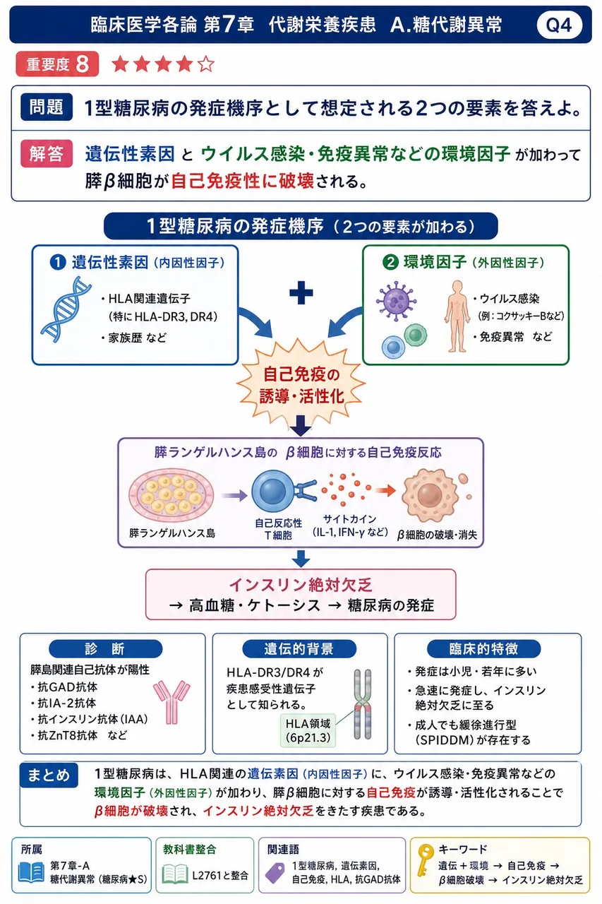 1型糖尿病の発症機序として想定される2つの要素を答えよ。 解説図