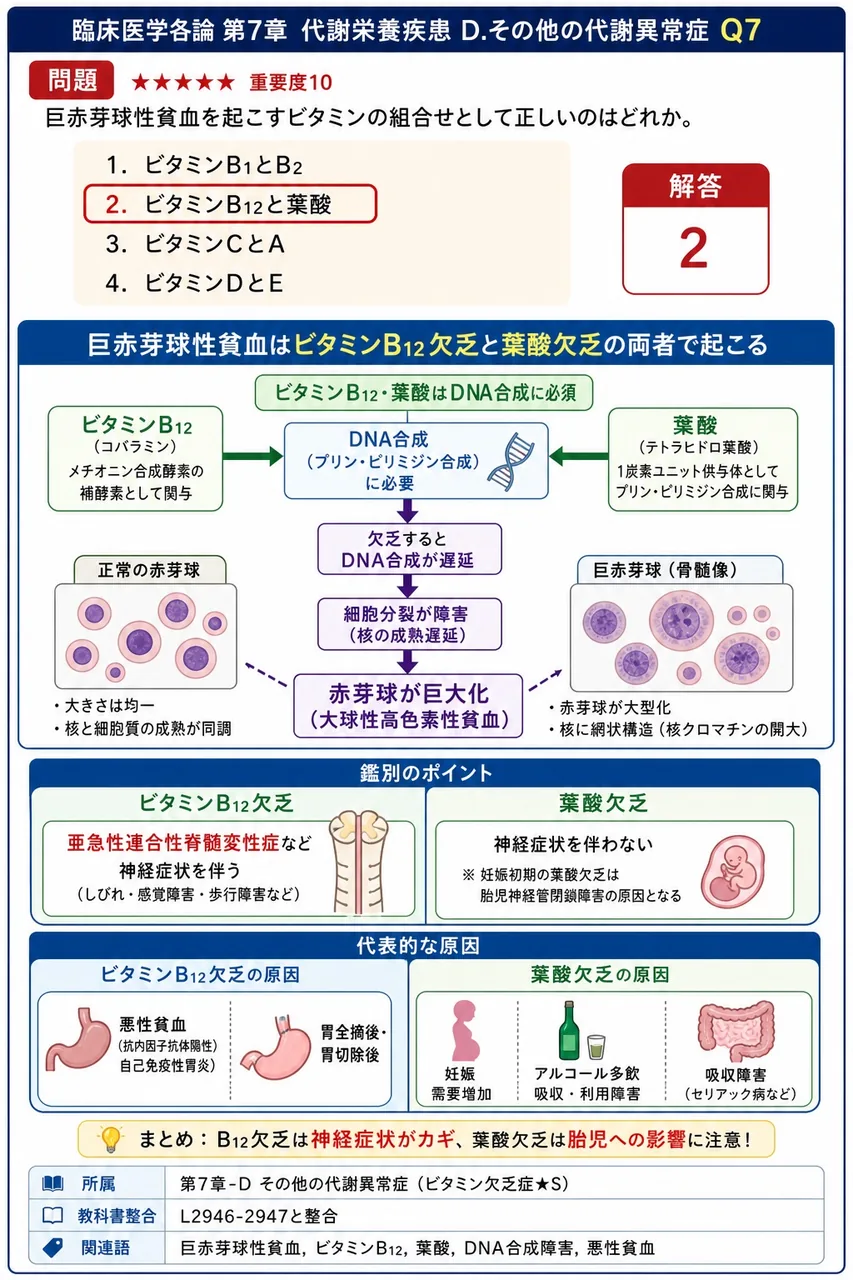 巨赤芽球性貧血を起こすビタミンの組合せとして正しいのはどれか。 解説図
