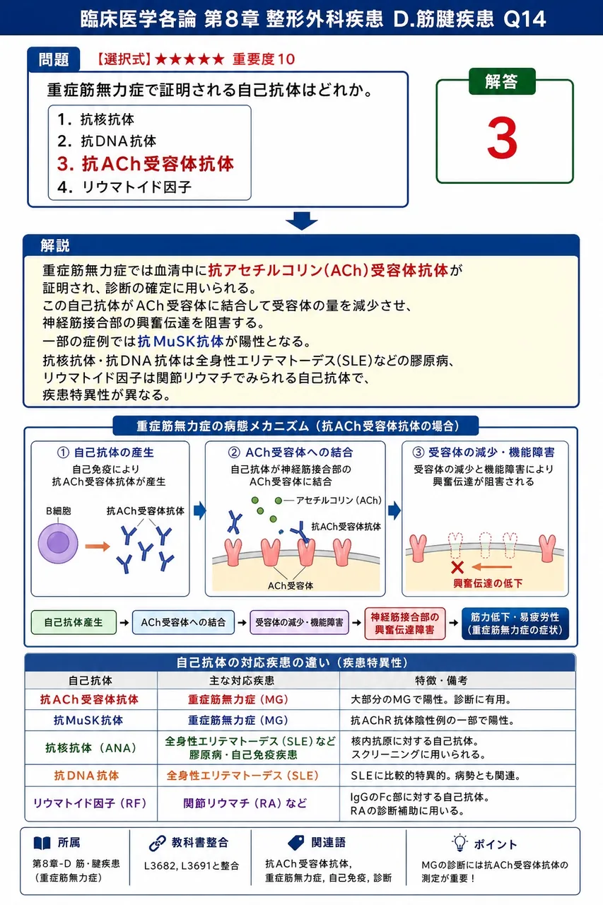 重症筋無力症で証明される自己抗体はどれか。 解説図
