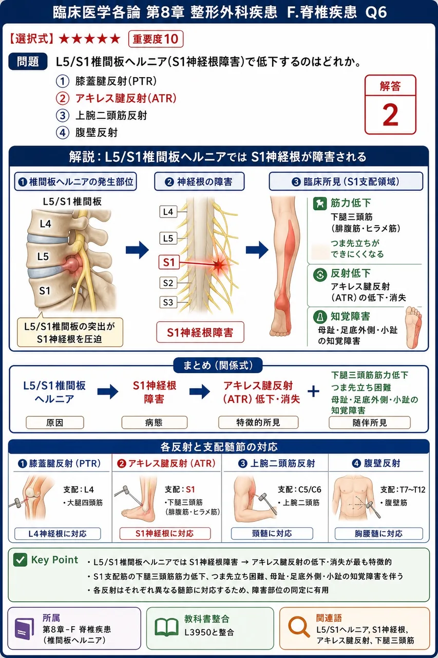 L5/S1椎間板ヘルニア(S1神経根障害)で低下するのはどれか。 解説図