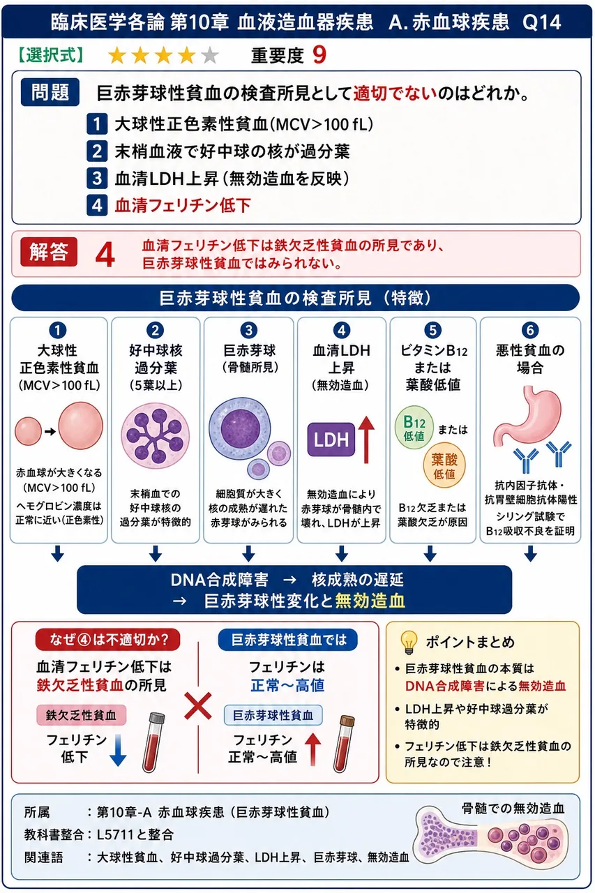 巨赤芽球性貧血の検査所見として**適切でない**のはどれか。 解説図