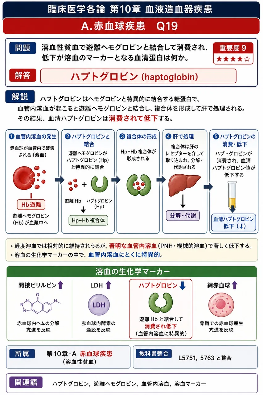 溶血性貧血で遊離ヘモグロビンと結合して消費され、低下が溶血のマーカーとなる血清蛋白は何か。 解説図
